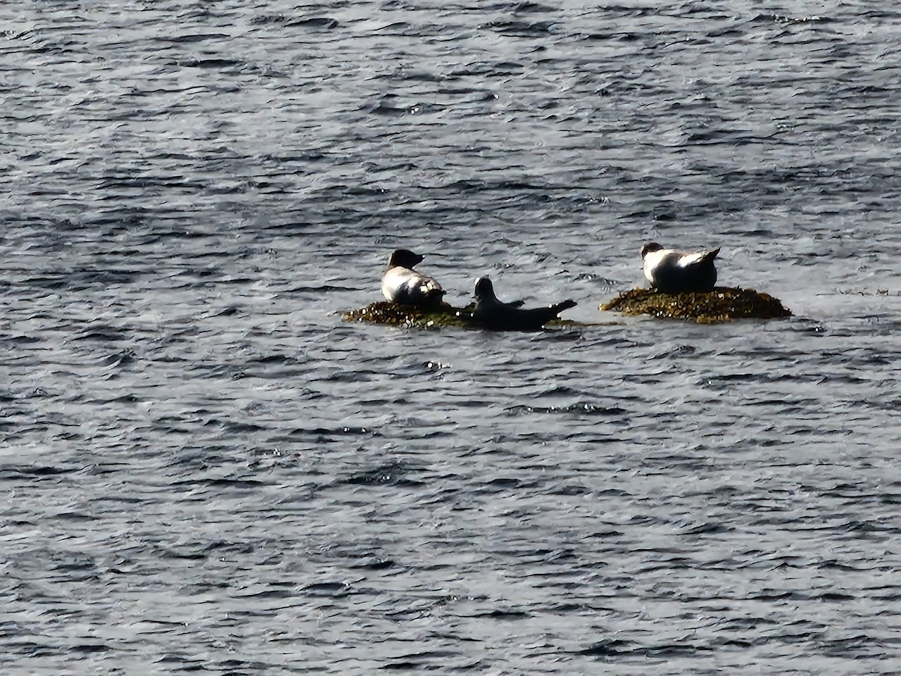 Seals