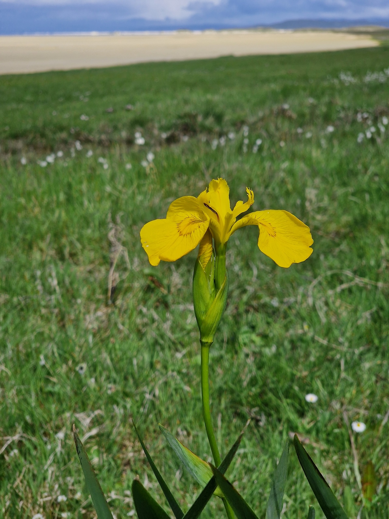 Yellow flag iris